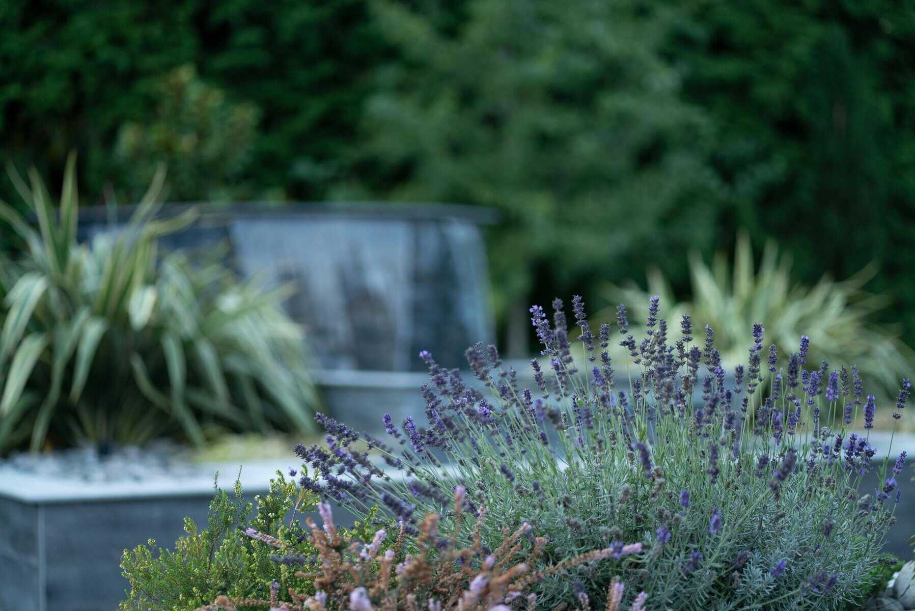 Barrett Tacoma Backyard Resort — image 5