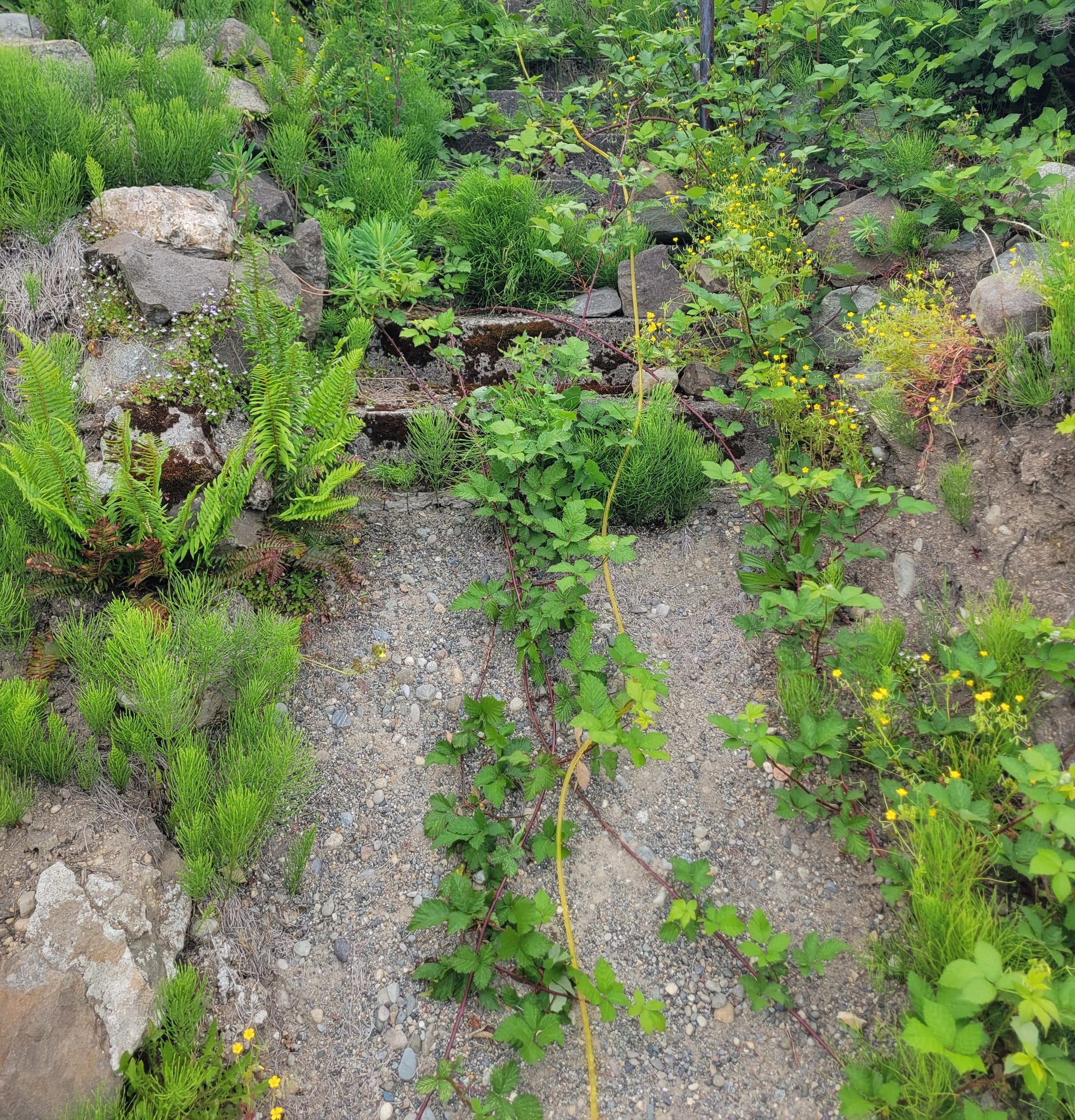 The old steps up the slope, with gravel treads nearly hidden under weeds and a metal pipe handrail