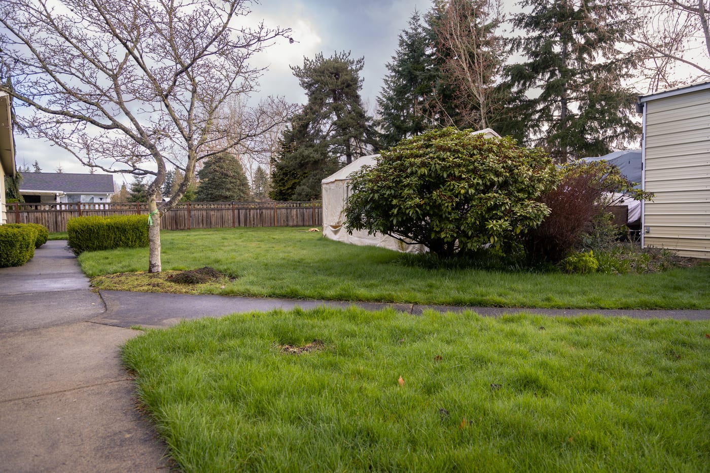 The back lawn before renovation, rough grass and an old shed