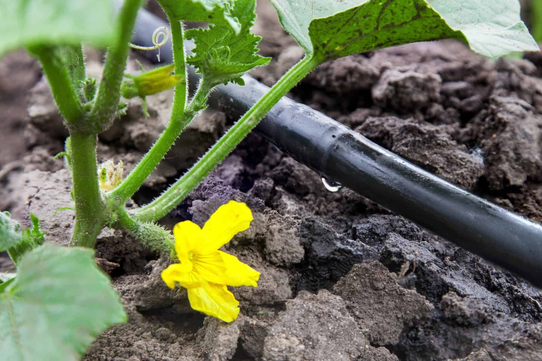 smart drip systems