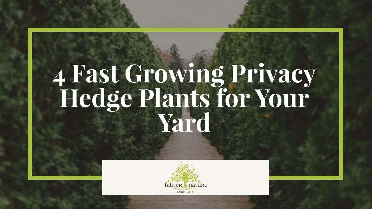 Stop Your Neighbors From Seeing Everything! 🌳 Best Privacy Hedge Plants for PNW Gardens