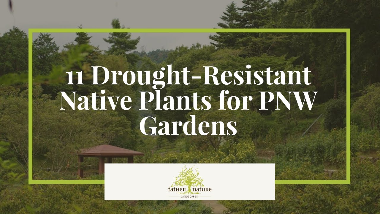 Stop Killing Your Plants! Drought-Resistant Native Plants That THRIVE in Pacific Northwest Gardens 🌿