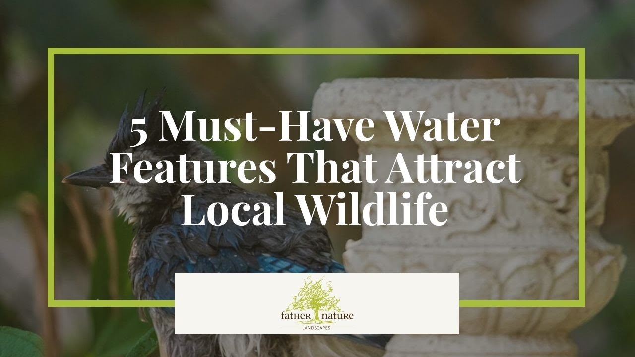 Why Your Backyard Birds Are IGNORING Your Garden (Fix It With These Water Features!)