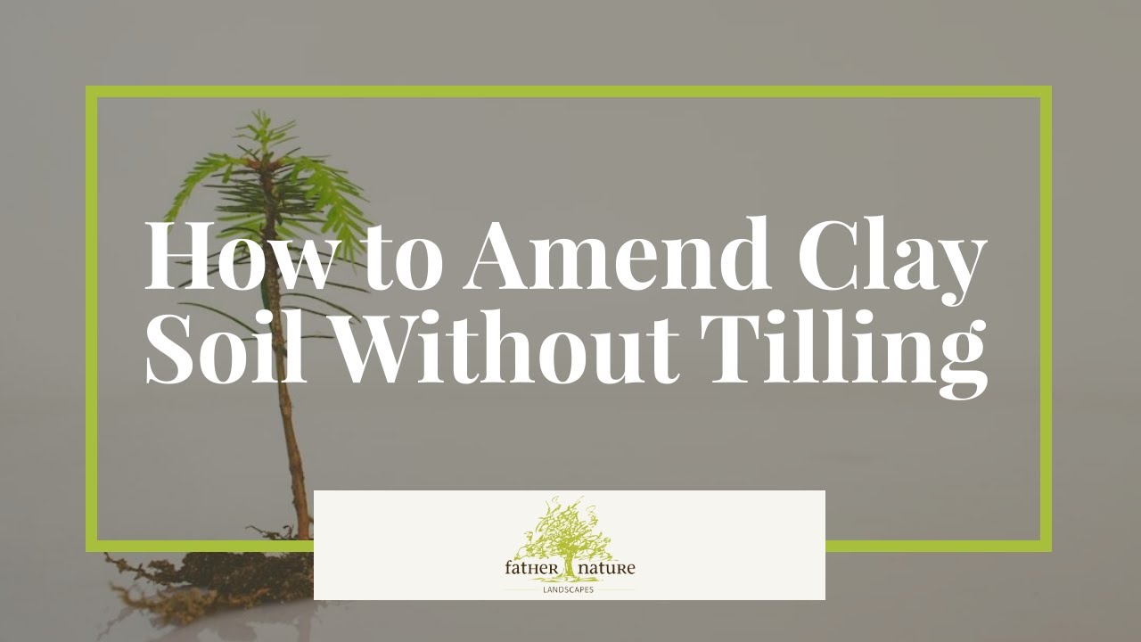 Stop Fighting Your Clay Soil! Transform It WITHOUT Tilling (Easy No-Dig Method)