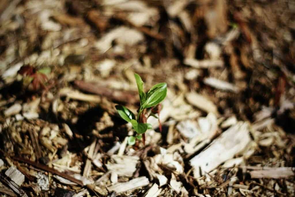 small shoot surrounded by Organic mulch