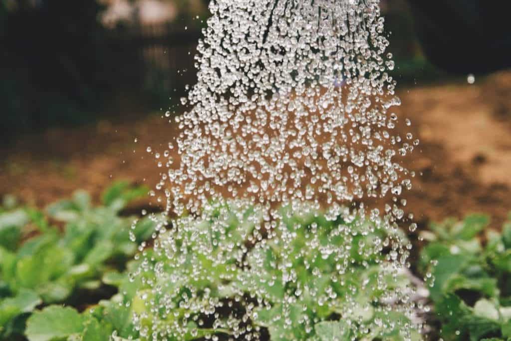 water falling on plants from DIY Rainwater Collection Systems