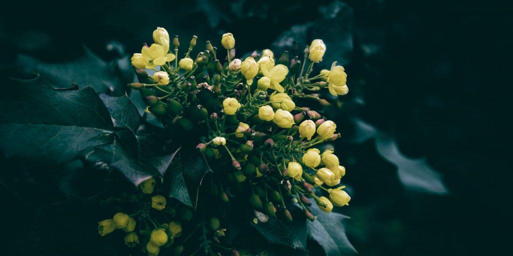 Drought-resistant native plants