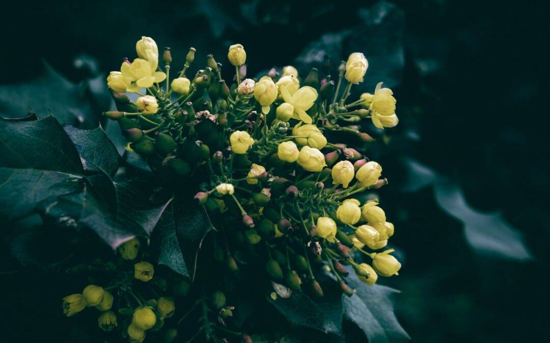 11 Drought-Resistant Native Plants for PNW Gardens