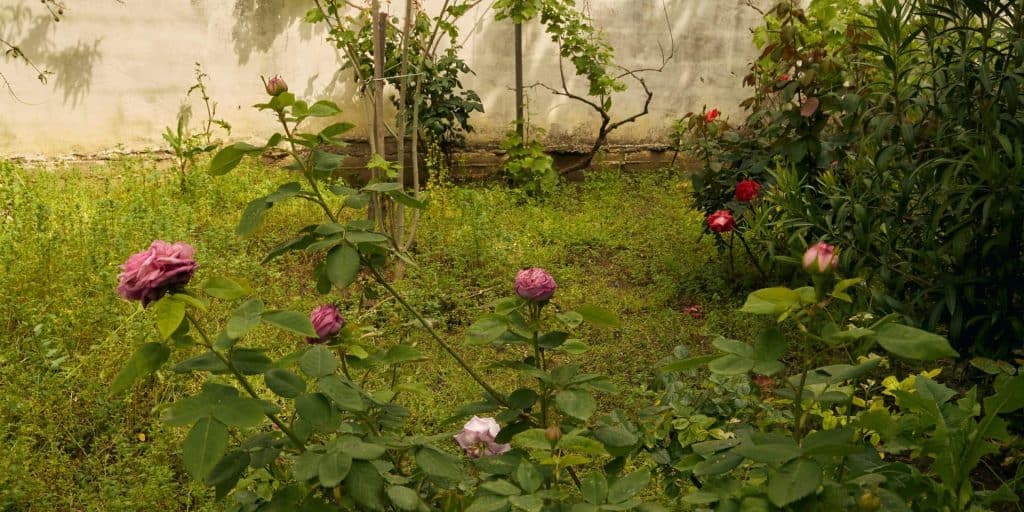 Drought-resistant native plants