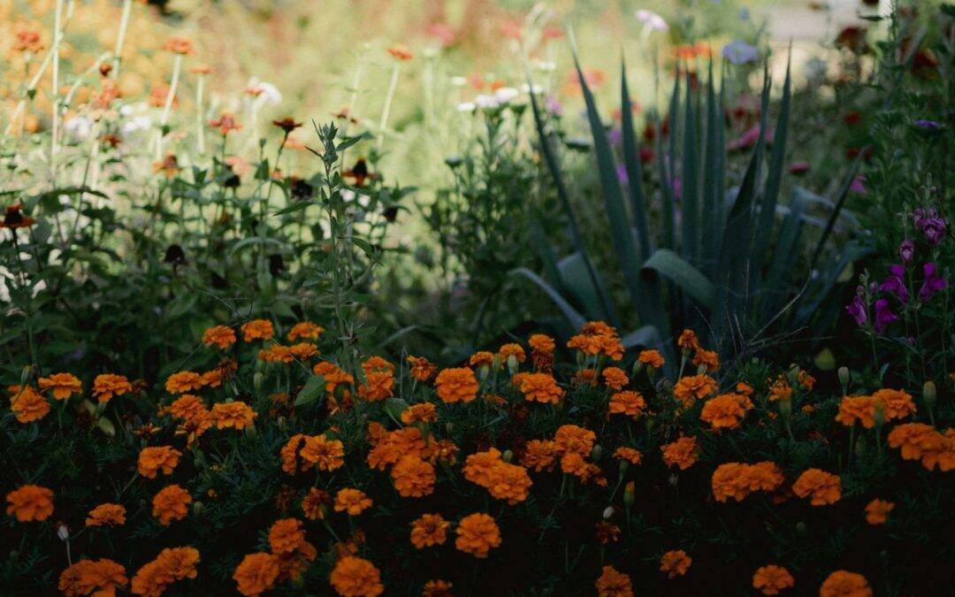 Drought-Friendly Fertilization Hacks For 2025 Summer