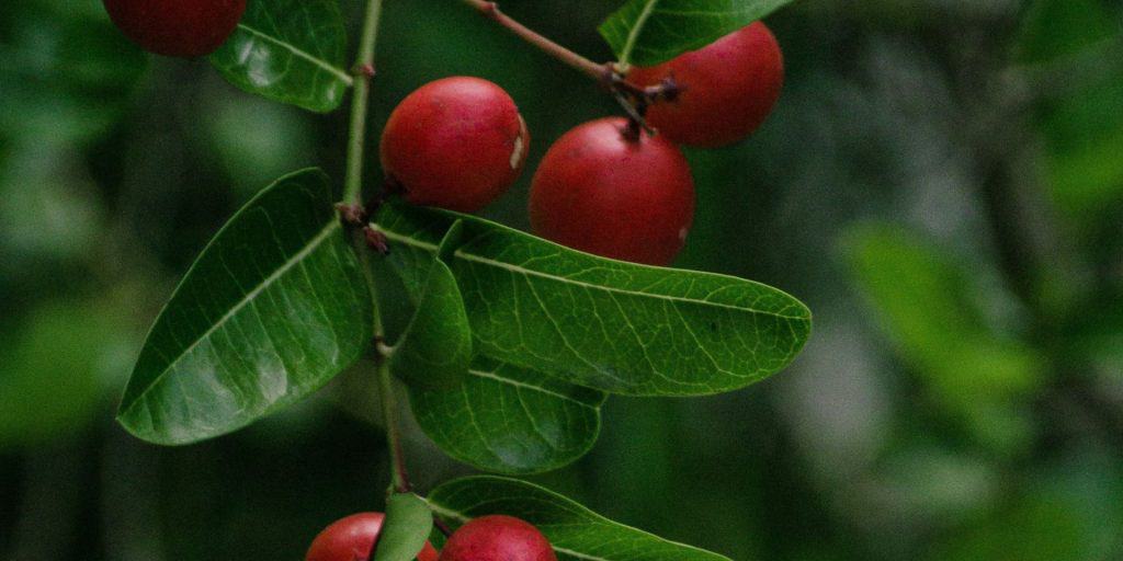 Evergreen huckleberry a Drought-resistant native plants
