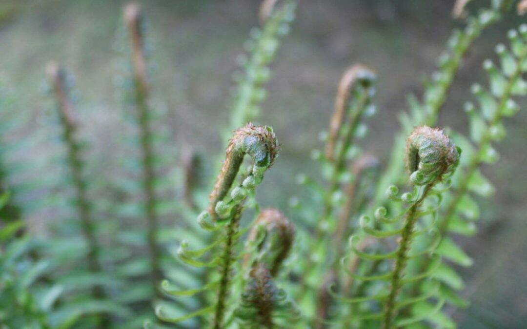 8 Native Ferns for Incredible Pacific Northwest Garden Design
