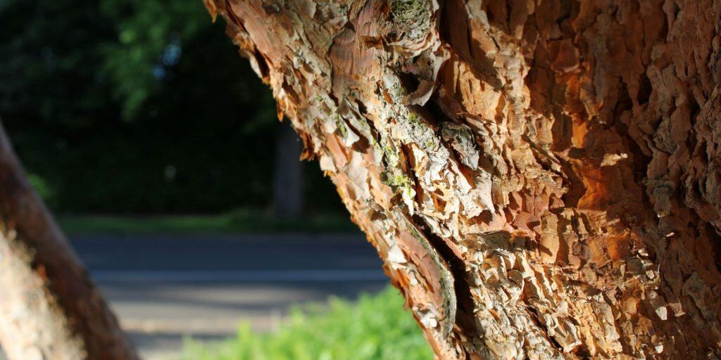 pacific madrone bark