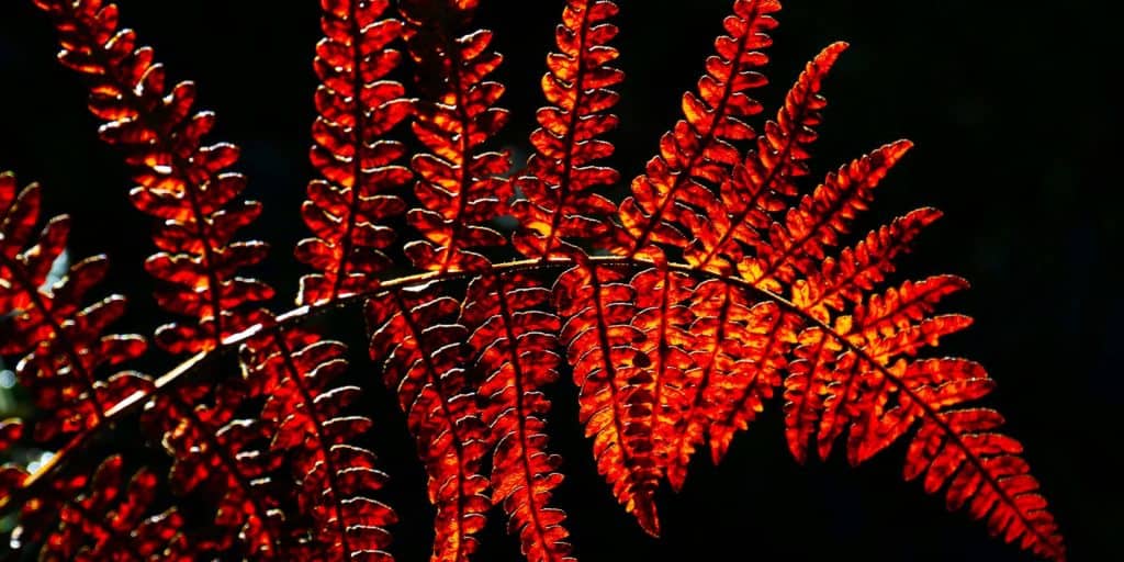 western red-backed fern