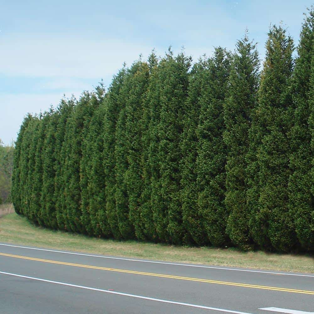 Leyland Cypress trees