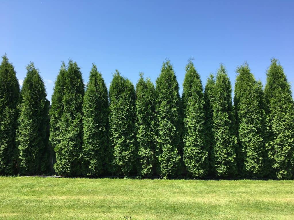 Thuja Green Giant trees