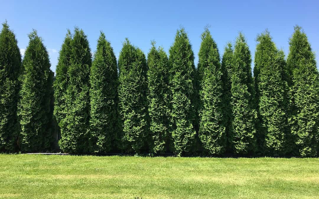 Best Native Plants for Tacoma Landscapes (Designer’s Guide)